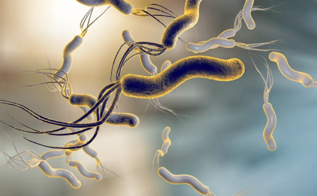 Helicobacter Pylori Organism illustration