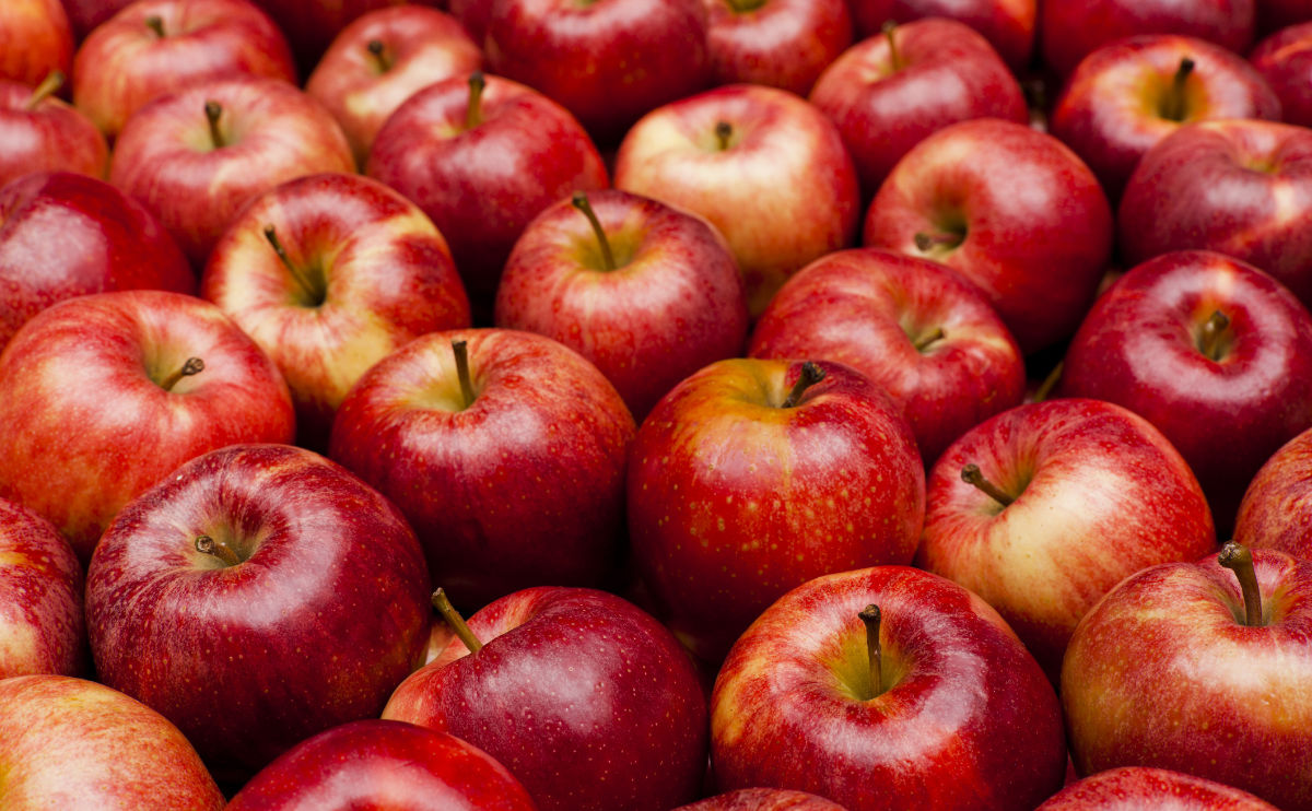 Royal Gala apples in a pile. All of the apples are red with a slight yellow hue to them. Several apples sit at an angle or on their side, while others sit perfectly straight. There almost forty apples in view.