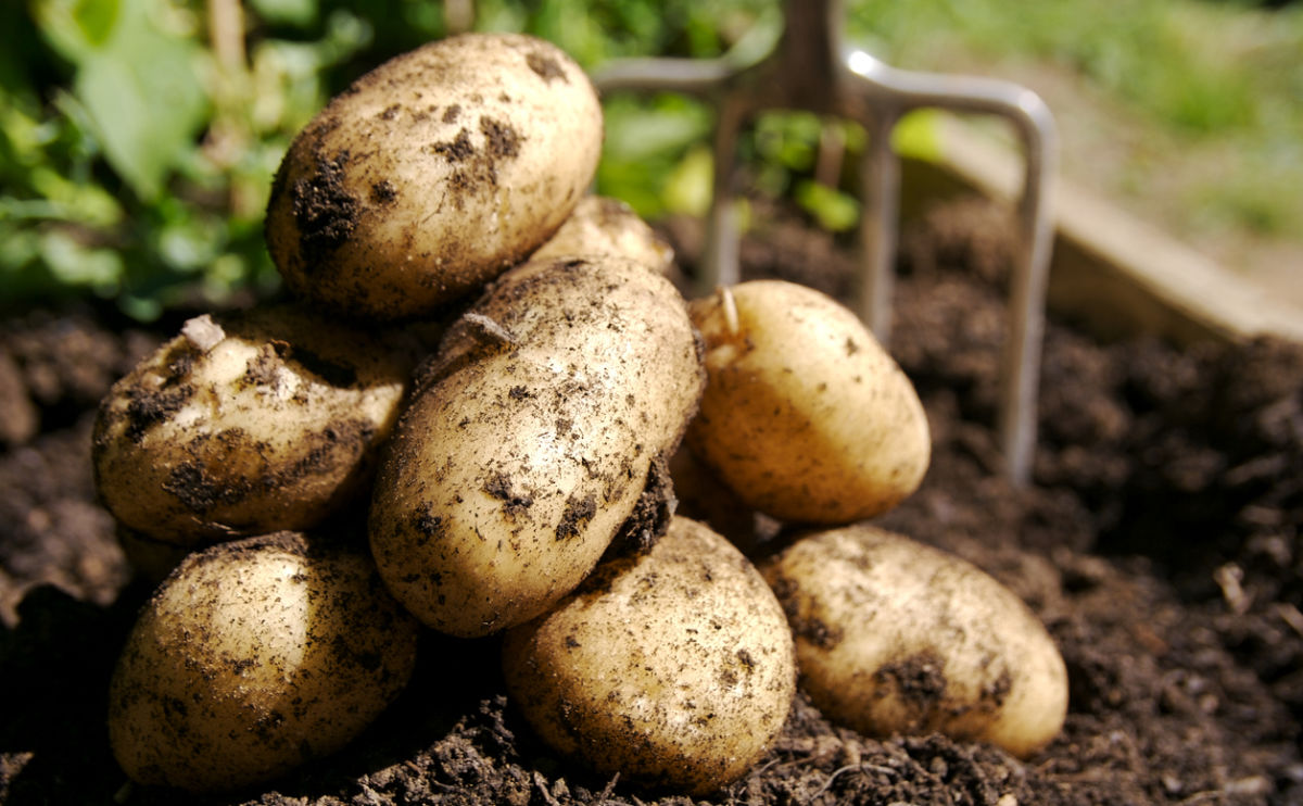 A small pile of freshly harvested potatoes covered in soil rests on dark earth, with a garden fork in the background and green plants visible behind.