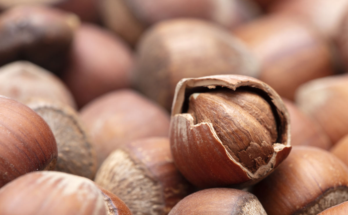 A close-up of several hazelnuts, with one hazelnut in the center partially cracked open, revealing the nut inside. The background is filled with more whole hazelnuts out of focus.