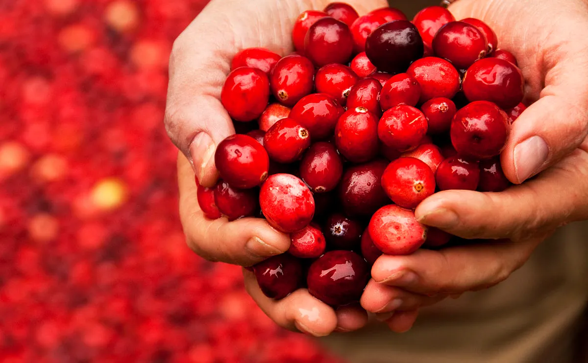 A close-up of two hands holding a large handful of fresh, shiny red cranberries, with more cranberries blurred in the background.