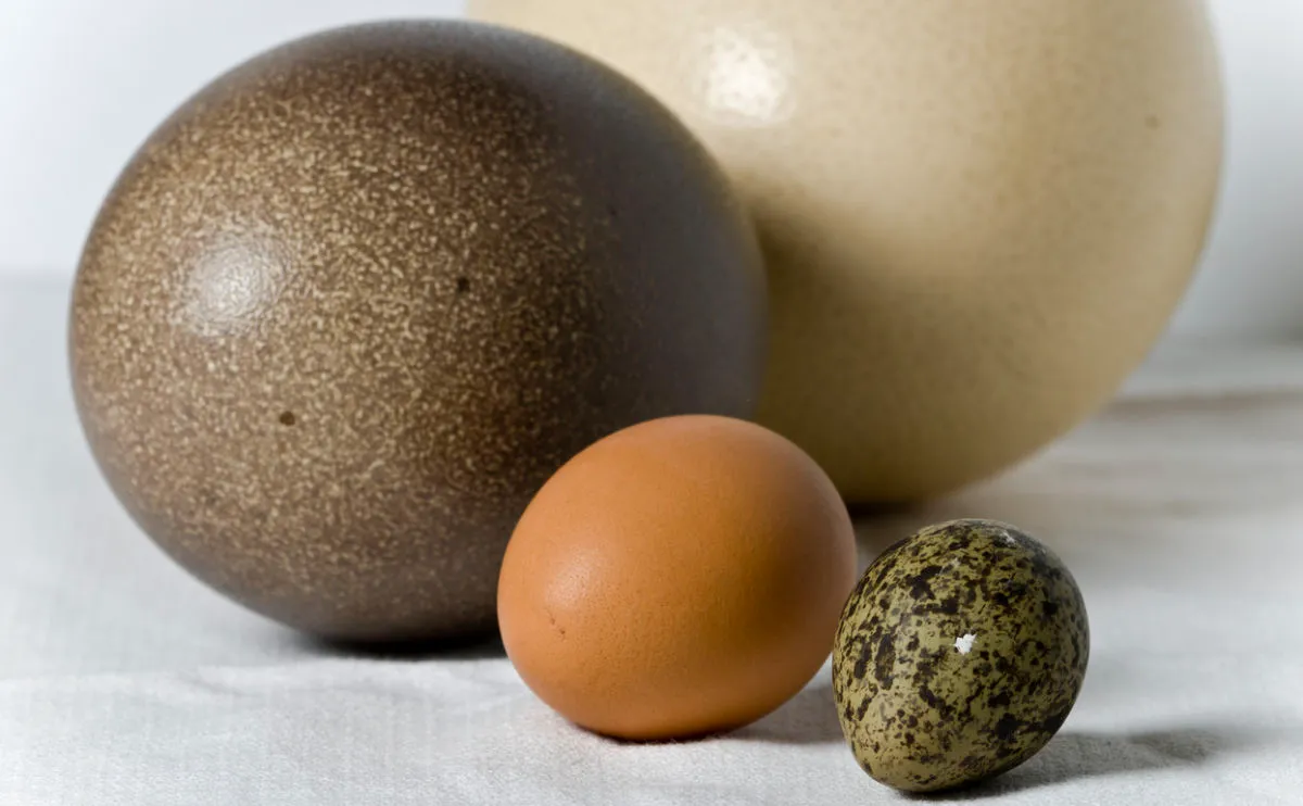Four different eggs of varying sizes and colours, including a large dark brown egg, a large light cream egg, a medium brown egg, and a small speckled brown and green egg, all resting on a white surface.