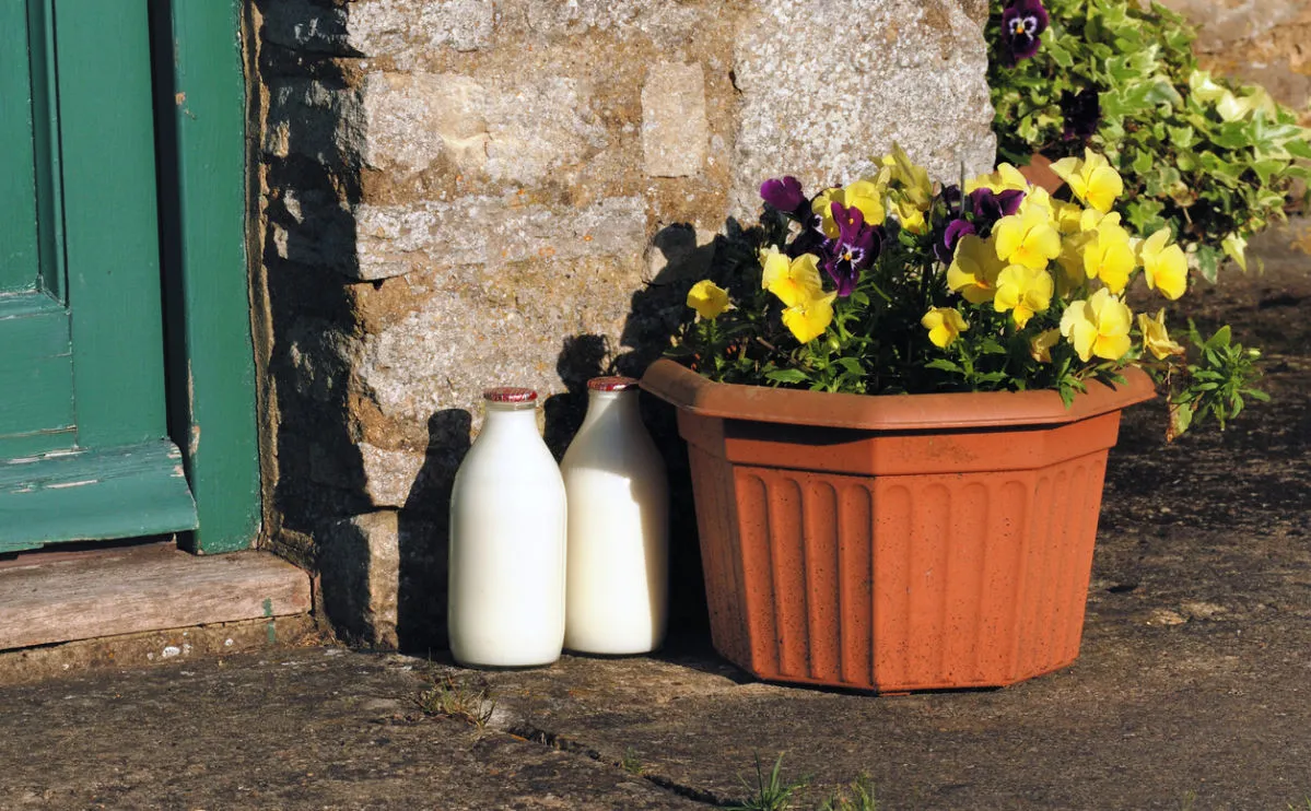 Two milk bottles on doorstep beside colourful pansy flower pot