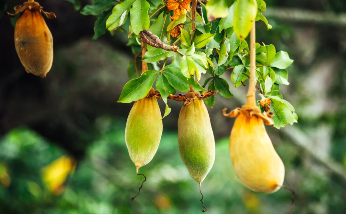 Photograph of 4 Baobab fruits hanging from a tree, they are green and yellow.